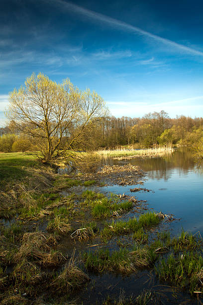 istock Spring in the parks and forests of Europe 517617359