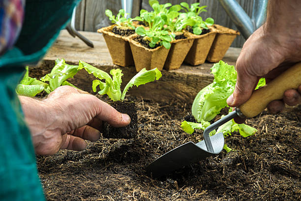 istock Farmer planting young seedlings 517617393