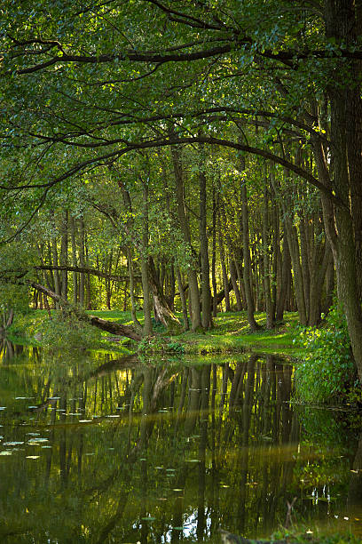 istock golden autumn on the lake. 517617547