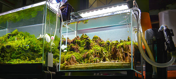 изображение водное растение майка и пресноводная рыба - hobbies freshwater fish underwater panoramic стоковые фото и изображения