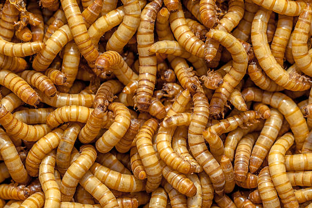 Mealworm Background Background of many living Mealworms suitable for Food fishing bait photos stock pictures, royalty-free photos & images