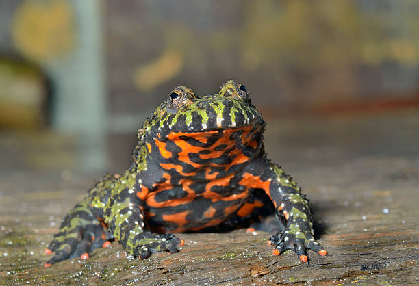 Frog( Bombina orientalis) A close up of the frog (Far-eastern Fire-bellied Toad) (Bombina orientalis). red amphibian frog animals in the wild stock pictures, royalty-free photos & images