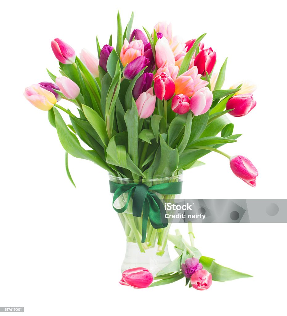 pink and violet tulips bouquet in vase pink  and violet tulips bouquet in vase   isolated on white background April Stock Photo