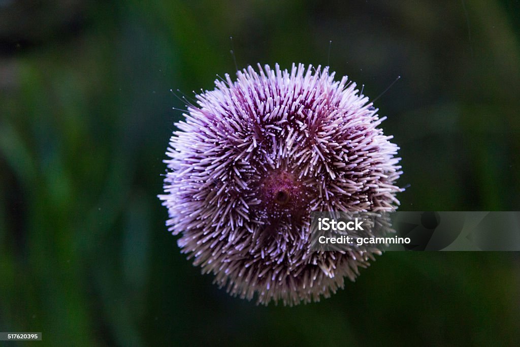 Purple sea urchin An underwater photo of a purple sea urchin Purple Sea Urchin Stock Photo