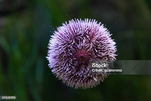 Purple Sea Urchin Stock Photo - Download Image Now - Purple Sea Urchin, Animal, Animal Bone