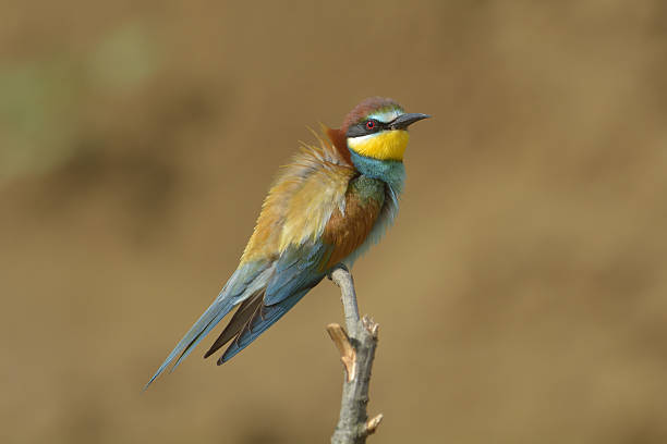 istock European bee-eater (Merops Apiaster) outdoor 517620507