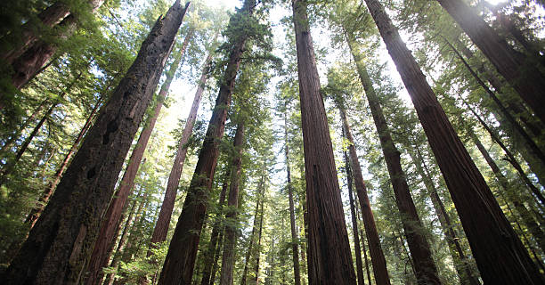 istock Northern California Redwood Forest 517625602