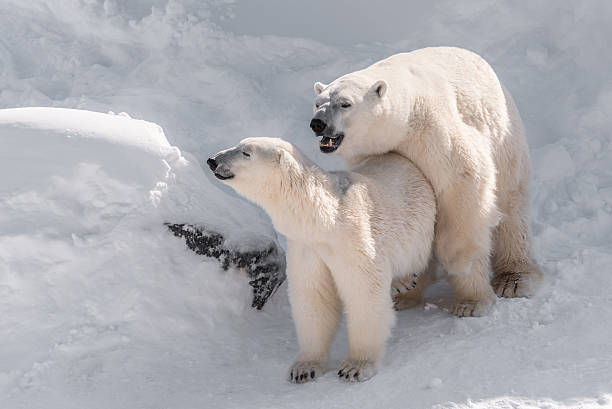 couple of polar bears stock photo