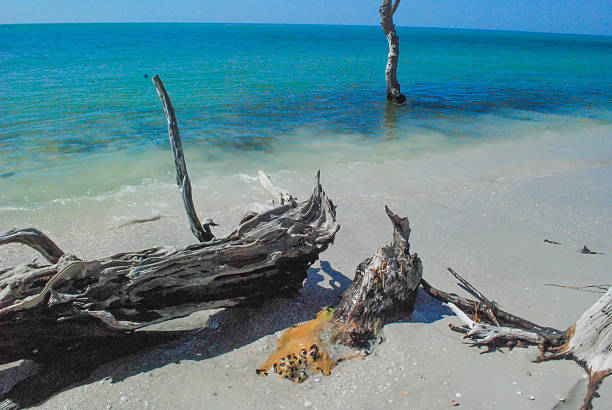 istock Driftwood and waves on Florida beach with seashells 517629636