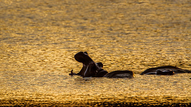 istock Hippopotamus in Kruger National park 517629780