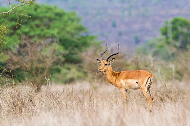 istock Impala in Kruger National park 517629850