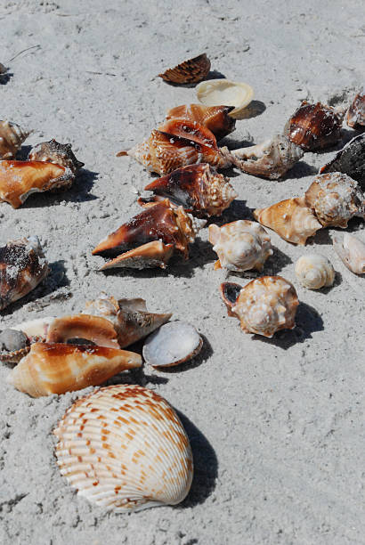 istock Conch shells and seashells in sand on Florida beach 517629984