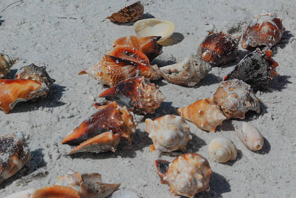 istock Conch shells and seashells in sand on Florida beach 517629990