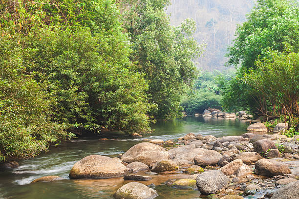 The river and stone with tree in forest  beautiful nature of Asian.
