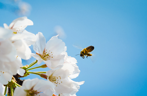 White cherry blossoms blooming and the bee flying in spring
