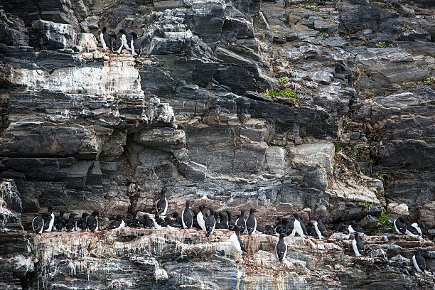 istock guillemot birds on rock in Arctic Svalbard 517630726
