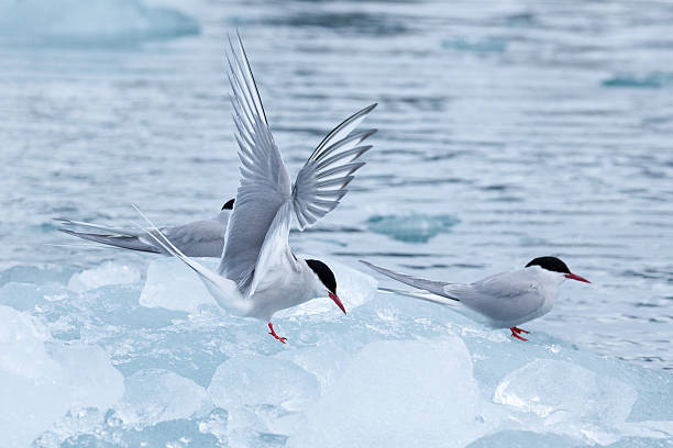 istock Arctic tern bird in Svalbard on glacier 517630780