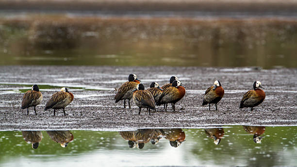 белый сталкиваются whistling-утка в национальный парк крюгер, юар - white faced whistling duck стоковые фото и изображения