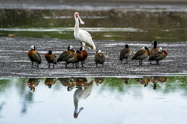 белый сталкиваются whistling-утка в национальный парк крюгер, юар - white faced whistling duck стоковые фото и изображения