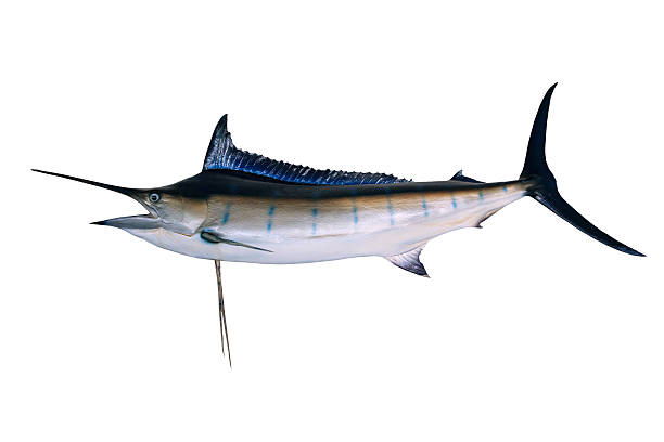 istock blue marine fish isolated white background side view 517631672
