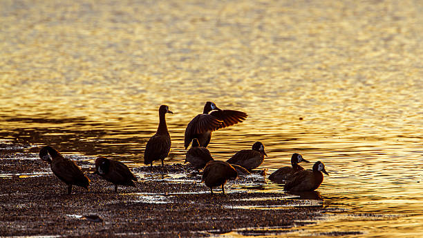 белый сталкиваются whistling-утка в национальный парк крюгер, юар - white faced whistling duck стоковые фото и изображения