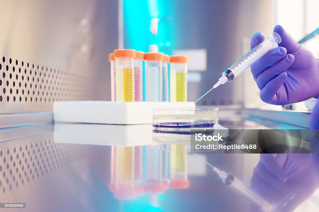 Microbiologist. Closeup of a hand of a scientist inside a biosafety cabinet holding a media plate and a syringe Drug Test Stock Photo