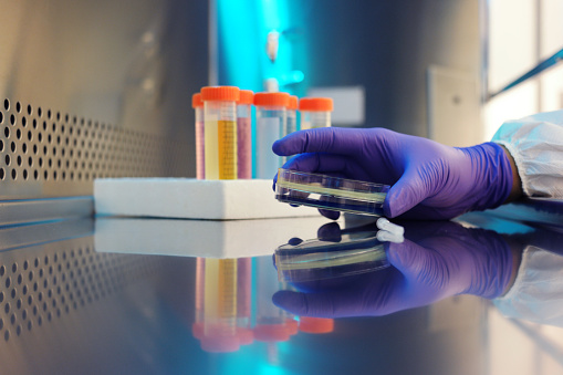 Closeup of a hand of a scientist inside a biosafety cabinet holding a media plate.