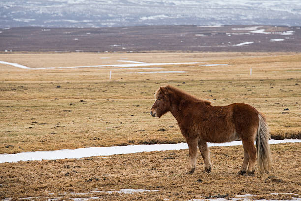 istock selected focus on front icelandic horse 517632890