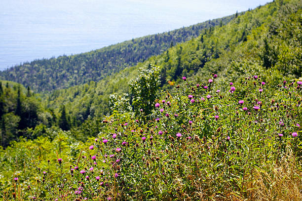 istock Purple Wildflowers 517633138
