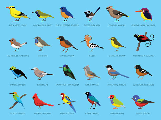 ilustraciones, imágenes clip art, dibujos animados e iconos de stock de poco pájaros coloridos vista lateral de ilustración de vectores de dibujos animados - oriole