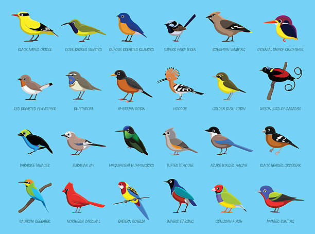 Colorful Little Birds Side View Cartoon Vector Illustration Animal Cartoon EPS File Format bunt stock illustrations