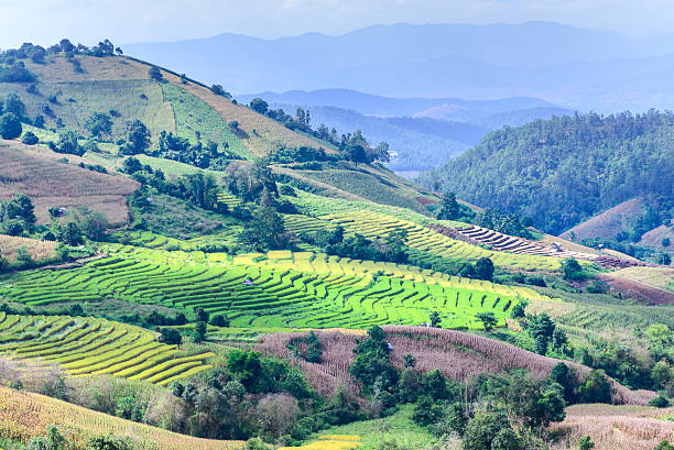 istock Terraced rice field with mountain background. 517634028