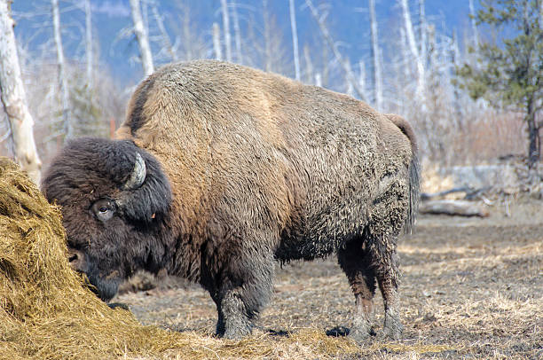 istock Alaska Wood Bison Eating Hay 517634390