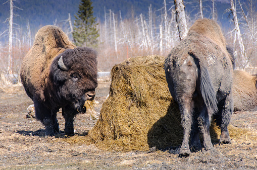 Group of Alaska Wood Bison