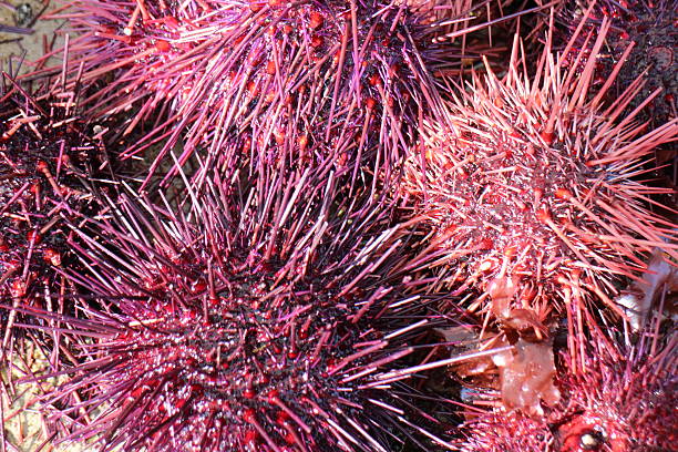 istock Fresh Seaurchin at fish market 517635474