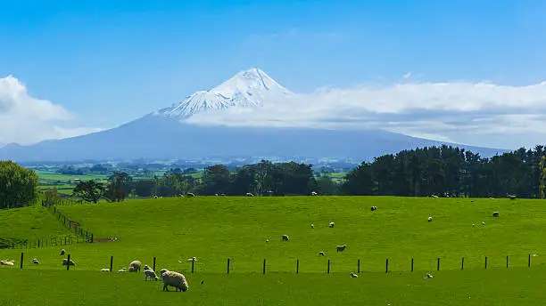 Sheep farm with Mt. Taranaki in North Island, New Zealand