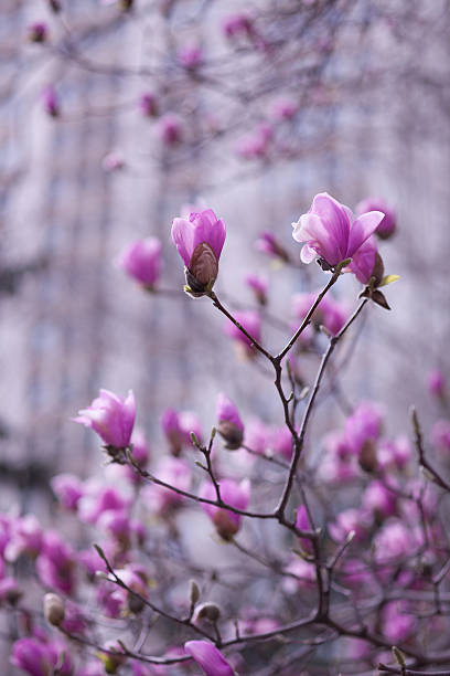 istock Early spring tree blossoms in large city 517636988