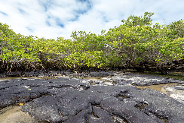 istock Puerto Villamil, Isabela ,Galapagos 517637038