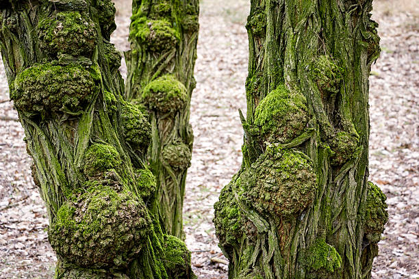 View of old and gnarled trunks of black locust or false acacia. The tree bark is covered with moss.