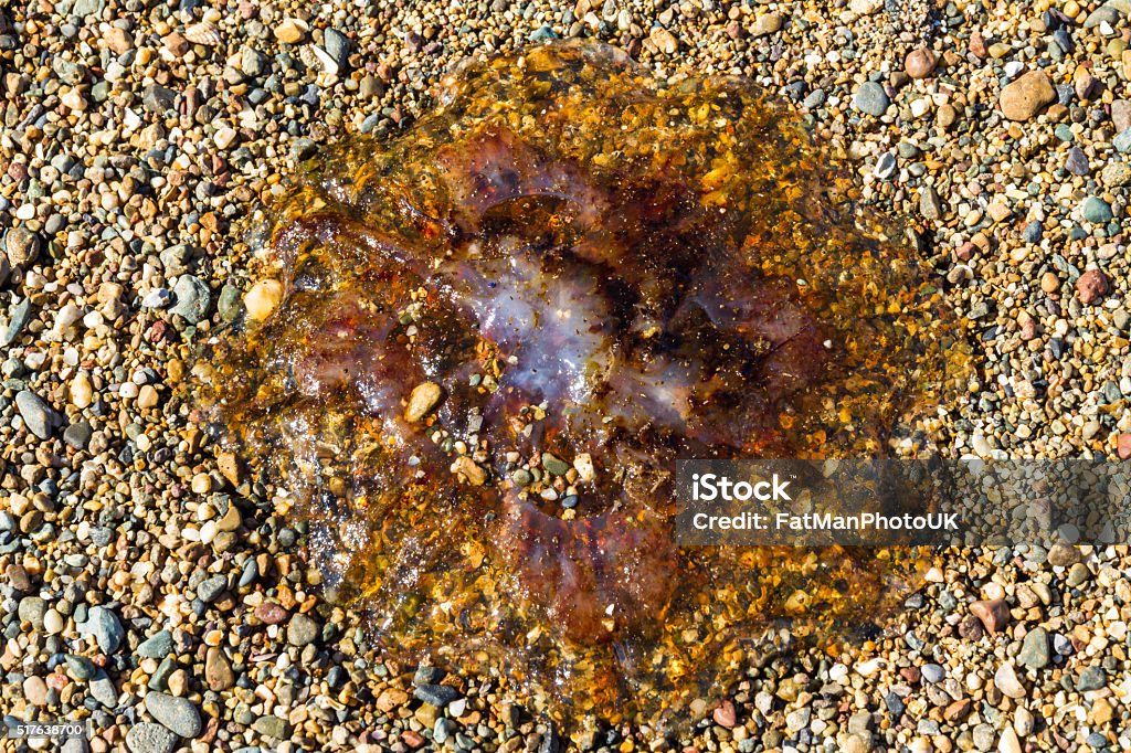 Jellyfish, phylum  Cnidaria on pebble beach. Jellyfish or jellie, part of phylum  Cnidaria washed up on pebble beach.Jellyfish or jellie, part of phylum  Cnidaria washed up on pebble beach. Animal Stock Photo