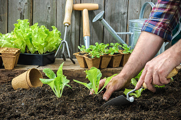 Farmer planting young seedlings Farmer planting young seedlings of lettuce salad in the vegetable garden vegetable garden stock pictures, royalty-free photos & images