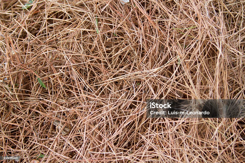 pine needles lot of pine needles Barbecue - Meal Stock Photo