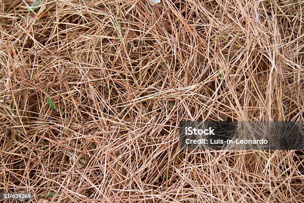 Pine Needles Stock Photo - Download Image Now - Barbecue - Meal, Brown, Bunch