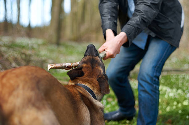 A strong alsatian pulling a stick with his master