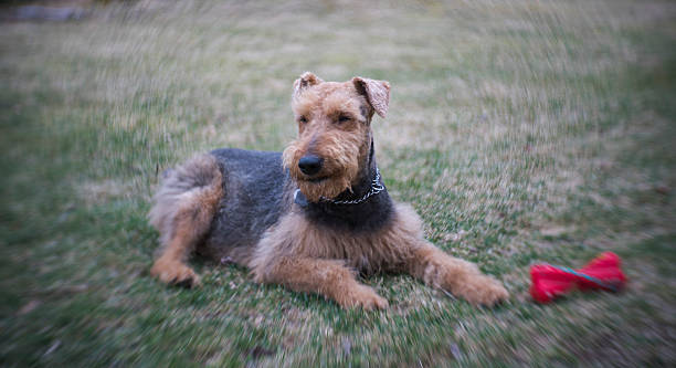 istock Airedale terrier dog play with a toy on the backyard 517639380