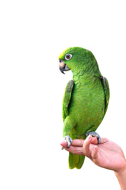 istock YELLOW-CROWNED AMAZON on hand parrot isolated on white background 517639435