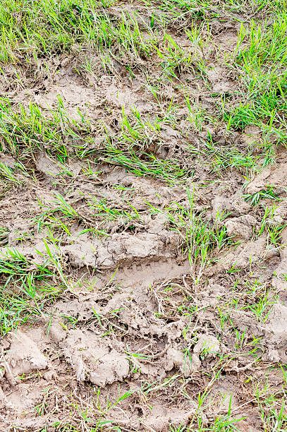 istock close up shot of soil and grass texture 517639941