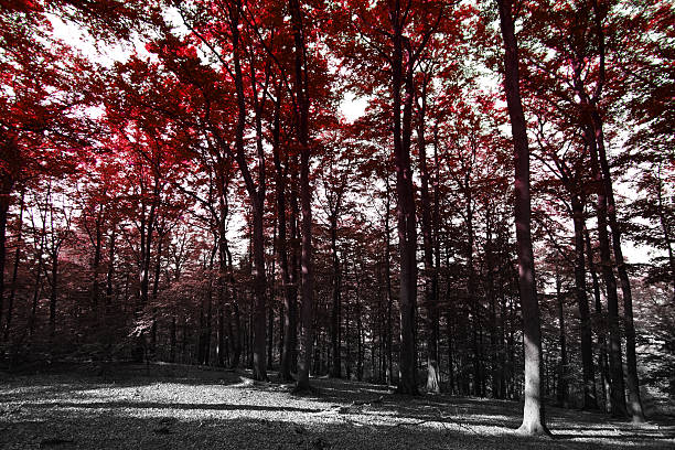 istock autumn in the park. 517640131