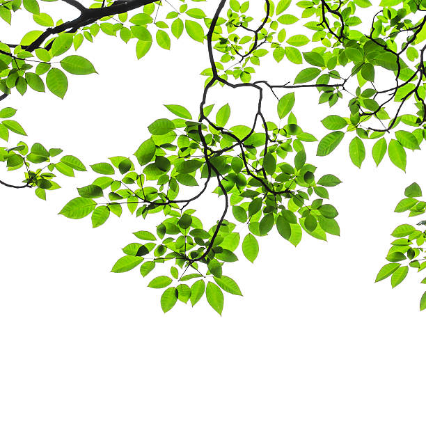 istock green leaves isolated on white background 517640263