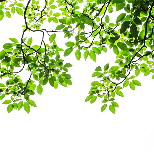 istock green leaves isolated on white background 517640265
